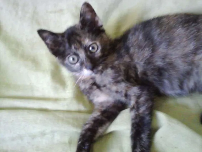 Gato ra a SRD idade 2 a 6 meses nome Bolinha