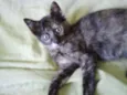 Bolinha