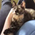 Bolinha