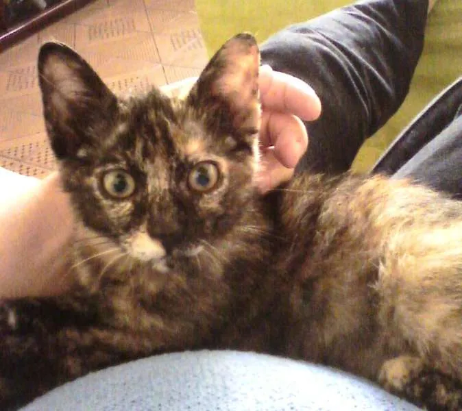 Gato ra a SRD idade 2 a 6 meses nome Bolinha