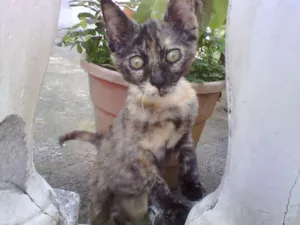 Gato raça SRD idade 2 a 6 meses nome Bolinha