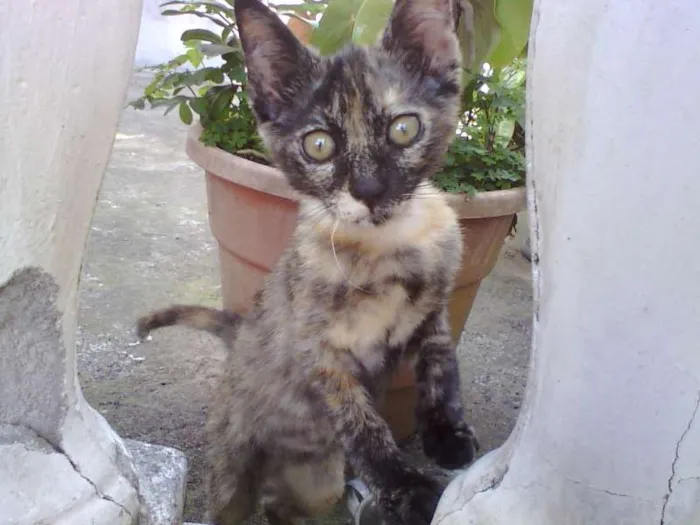 Gato ra a SRD idade 2 a 6 meses nome Bolinha