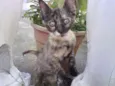 Bolinha