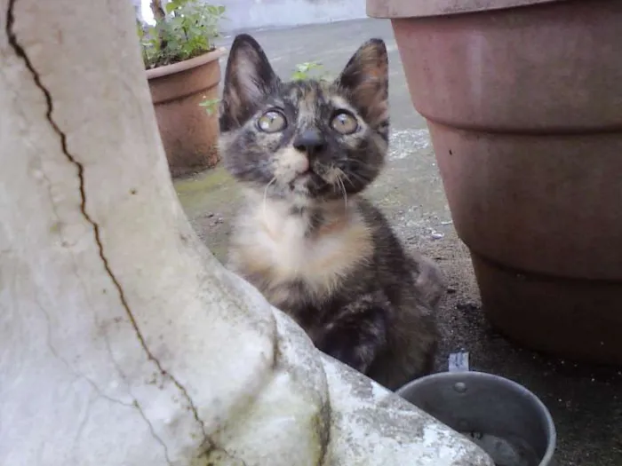 Gato ra a SRD idade 2 a 6 meses nome Bolinha