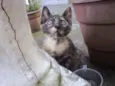 Bolinha