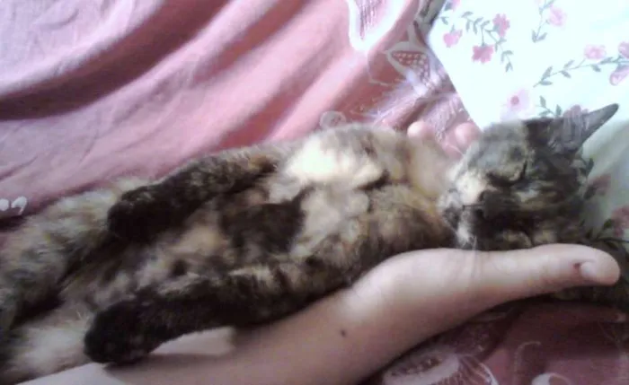 Gato ra a SRD idade 2 a 6 meses nome Bolinha