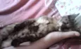 Bolinha