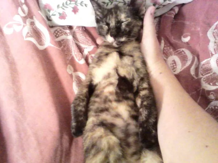 Gato ra a SRD idade 2 a 6 meses nome Bolinha