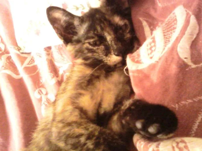 Gato ra a SRD idade 2 a 6 meses nome Bolinha