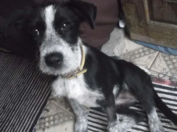 Cachorro ra a SRD idade 2 a 6 meses nome Nick