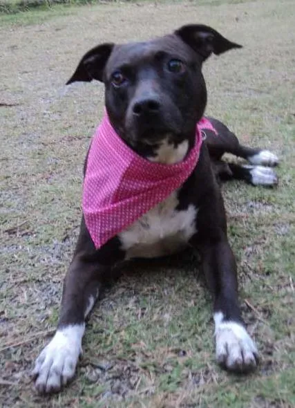 Cachorro ra a Pit-Bull idade 4 anos nome Jordana