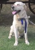 desconhecido
