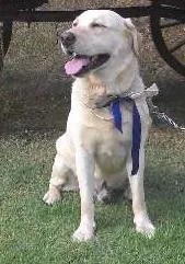 Cachorro ra a Labrador idade 3 anos nome desconhecido