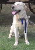 desconhecido
