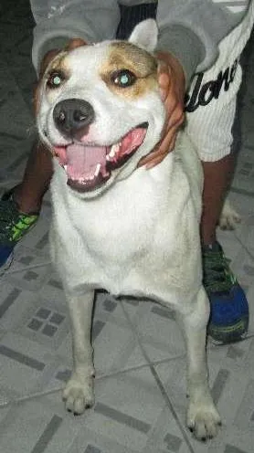 Cachorro ra a SRD idade 1 ano nome Vencedor