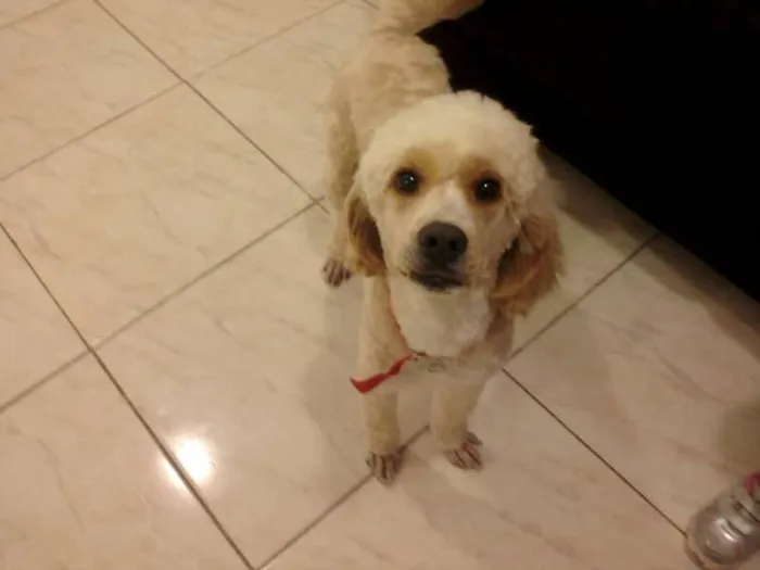 Cachorro ra a Poodle idade 2 anos nome Sem Nome