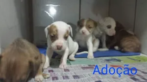 Cachorro raça DV idade  nome Vários filhotinhos