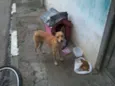 Manu