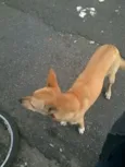 Manu