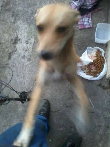 Cachorro ra a SRD idade 2 anos nome Manu