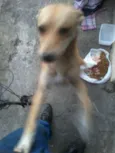Manu