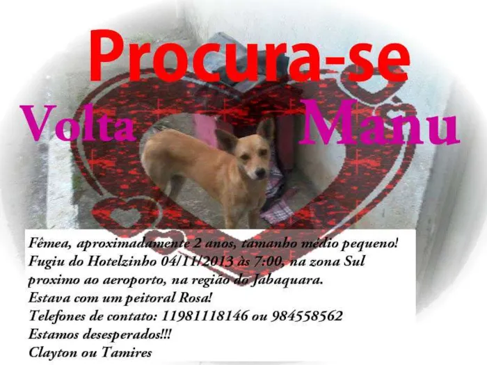 Cachorro ra a SRD idade 2 anos nome Manu