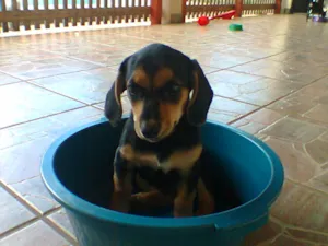 Cachorro raça basse idade 2 a 6 meses nome choquito