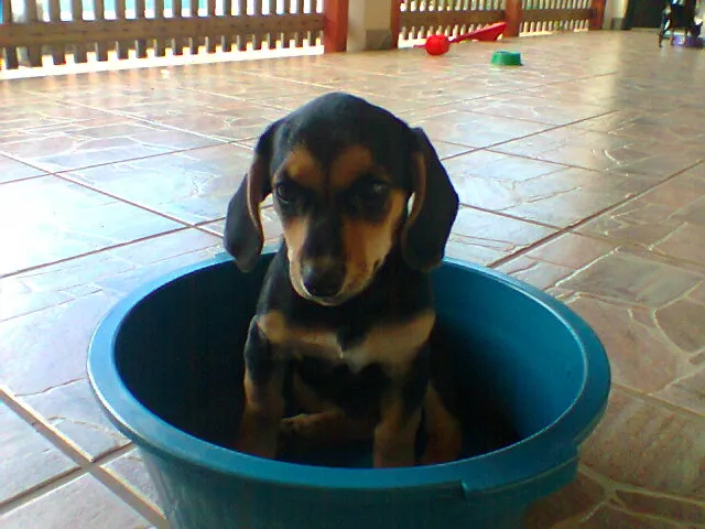 Cachorro ra a basse idade 2 a 6 meses nome choquito