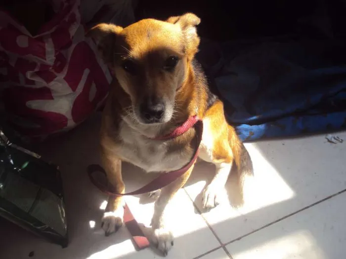 Cachorro ra a Vira-lata idade 6 ou mais anos nome Nego