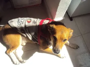 Cachorro raça Vira-lata idade 6 ou mais anos nome Nego