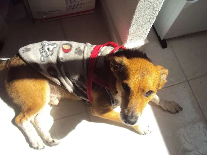 Cachorro ra a Vira-lata idade 6 ou mais anos nome Nego