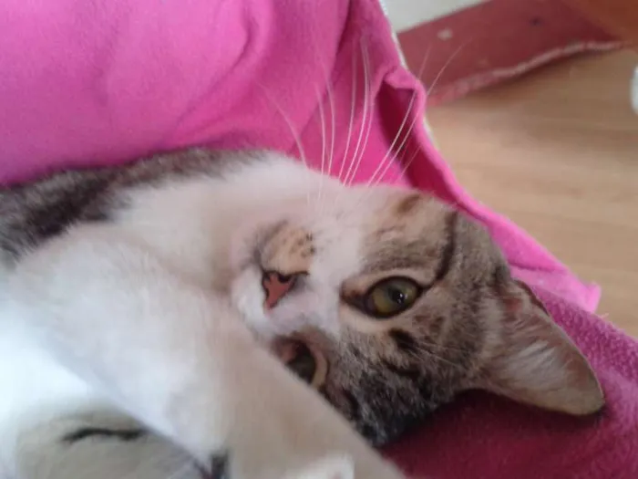 Gato ra a srd idade 7 a 11 meses nome sem nome 