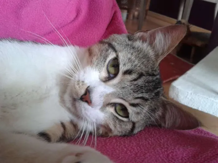 Gato ra a srd idade 7 a 11 meses nome sem nome 