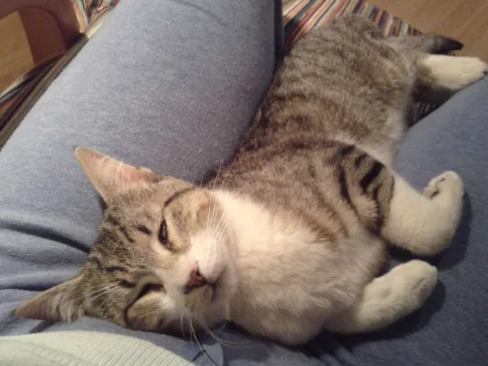 Gato ra a srd idade 7 a 11 meses nome sem nome 