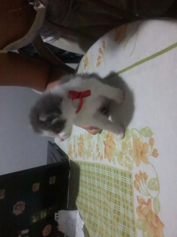 Gato ra a SRD idade Abaixo de 2 meses nome joy