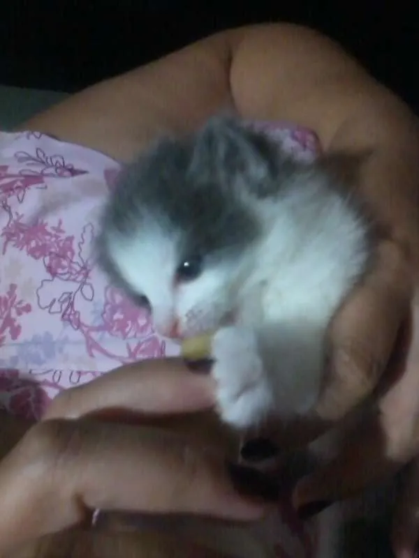 Gato ra a SRD idade Abaixo de 2 meses nome joy