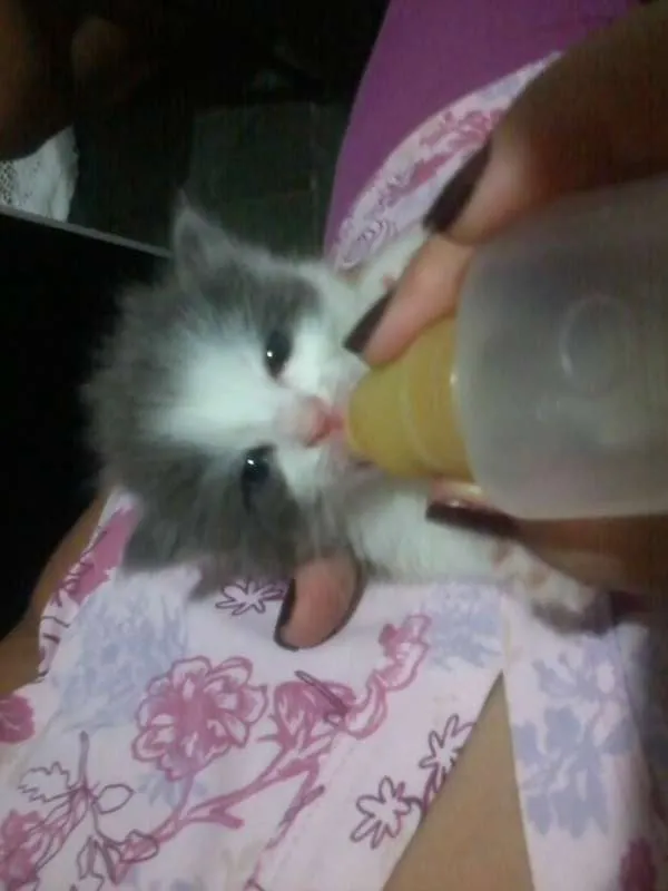 Gato ra a SRD idade Abaixo de 2 meses nome joy
