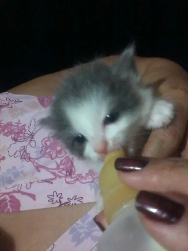 Gato ra a SRD idade Abaixo de 2 meses nome joy