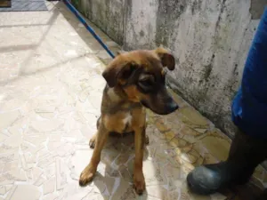 Cachorro raça SRD idade 2 a 6 meses nome PANTRO