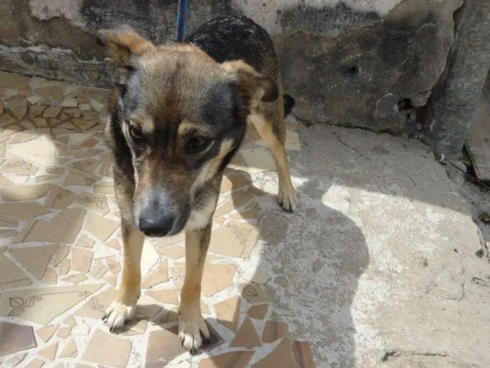 Cachorro ra a SRD idade 2 anos nome MENINA