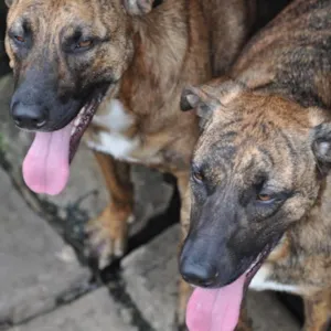 Cachorro raça Mix Fila idade 4 anos nome Trigre e Tigresa