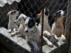 Cachorro raça SRD idade 2 anos nome Piratas