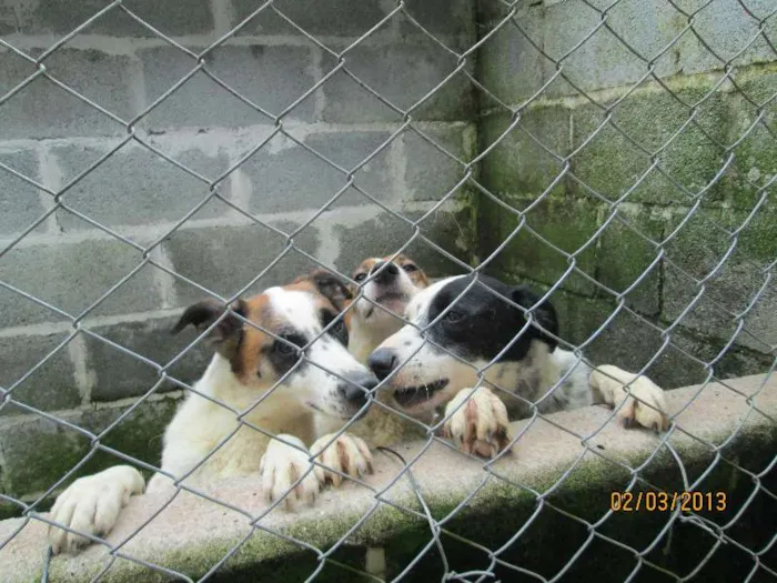 Cachorro ra a SRD idade 2 anos nome Piratas