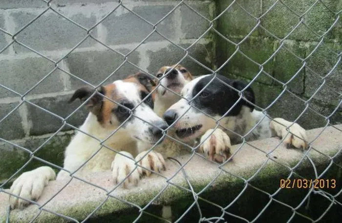 Cachorro ra a SRD idade 2 anos nome Piratas