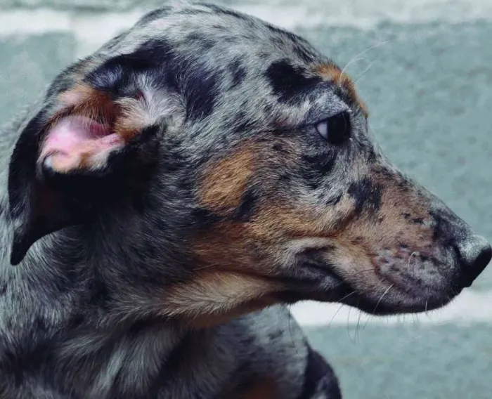 Cachorro ra a SRD idade 3 anos nome Rosbife
