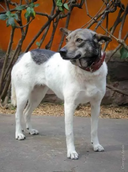 Cachorro ra a SRD idade 4 anos nome Andréa