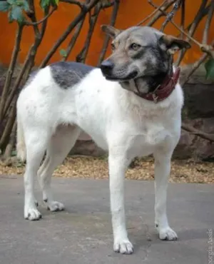 Cachorro raça SRD idade 4 anos nome Andréa