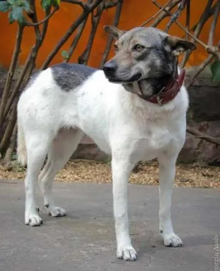 Cachorro ra a SRD idade 4 anos nome Andréa