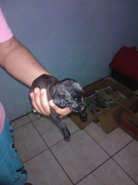 Cachorro ra a SRD idade Abaixo de 2 meses nome sem nome