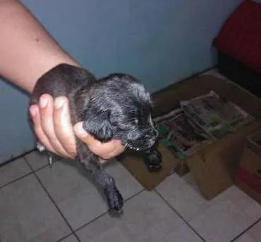 Cachorro ra a SRD idade Abaixo de 2 meses nome sem nome
